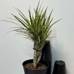 Dracaena Magenta Braid Live Plant – Braided Dracaena Marginata – 6 Inch Pot – Indoor Houseplant - Image 2