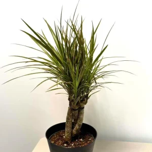Dracaena Magenta Braid Live Plant – Braided Dracaena Marginata – 6 Inch Pot – Indoor Houseplant - Image 1