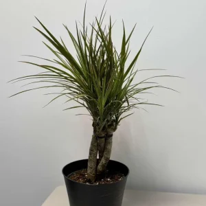 Dracaena Magenta Braid Live Plant – Braided Dracaena Marginata – 6 Inch Pot – Indoor Houseplant - Image 5