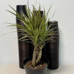 Dracaena Magenta Braid Live Plant – Braided Dracaena Marginata – 6 Inch Pot – Indoor Houseplant - Image 6