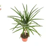 Dracaena Marginata Cane Live Plant – 4 inch Pot – Indoor Decor - Image 1