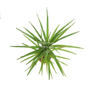 Dracaena Marginata Cane Live Plant – 4 inch Pot – Indoor Decor - Image 2