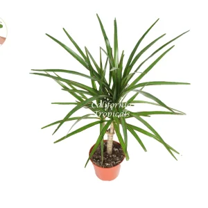 Dracaena Marginata Cane Live Plant – 4 inch Pot – Indoor Decor - Image 1