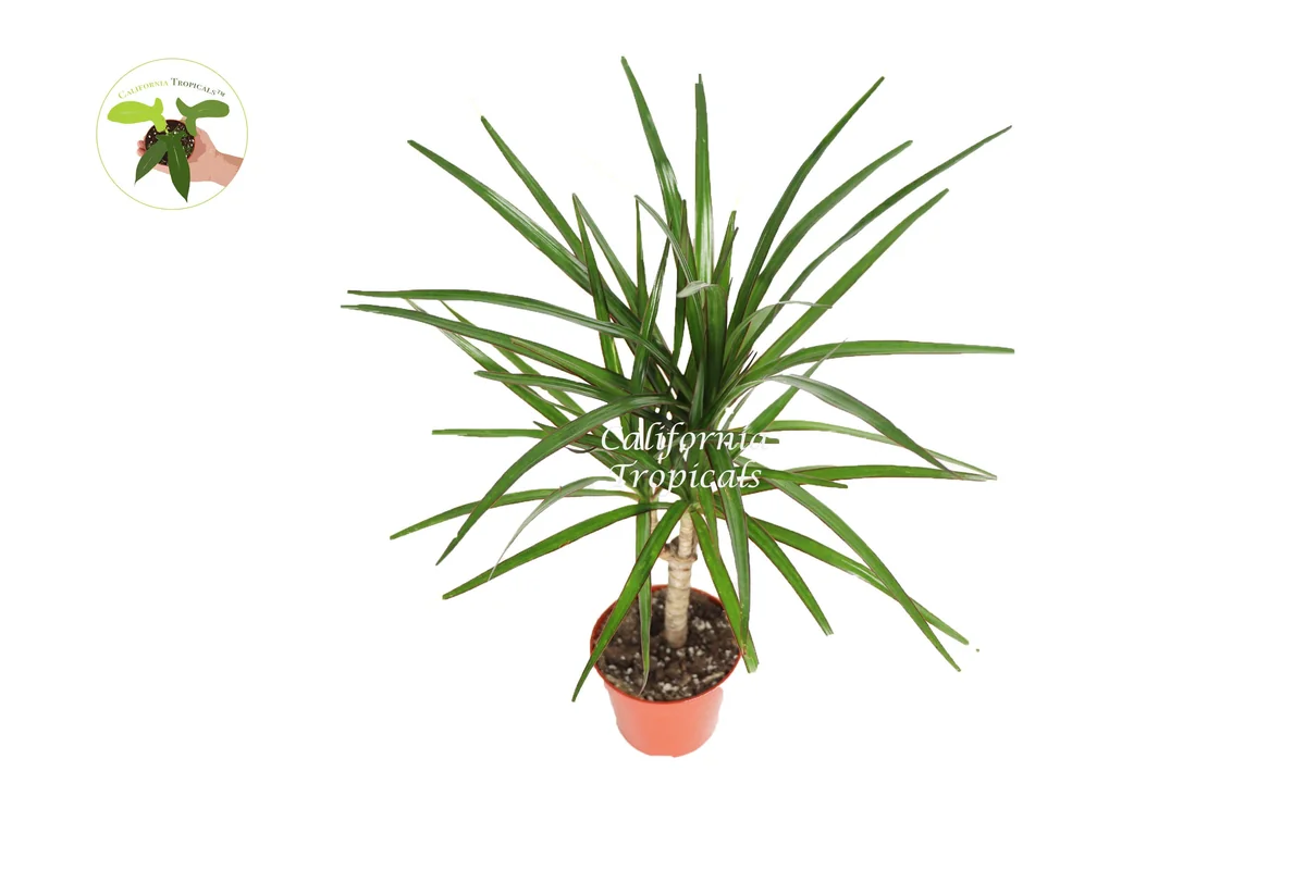 Dracaena Marginata Cane Live Plant – 4 inch Pot – Indoor Decor - Image 1