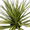 Dracaena Marginata Live Plant - Dragon Tree Houseplant - 6 Inch Pot - Indoor - Image 1