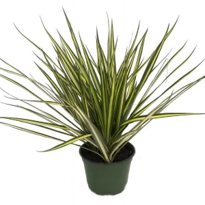 Dracaena Marginata Live Plant - Dragon Tree Houseplant - 6 Inch Pot - Indoor - Image 2