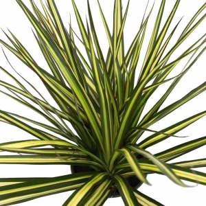 Dracaena Marginata Live Plant - Dragon Tree Houseplant - 6 Inch Pot - Indoor - Image 1