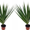 Dracaena Marginata Live Plant - Madagascar Dragon Tree - 2 Pack, 3" Pots, Indoor - Image 1