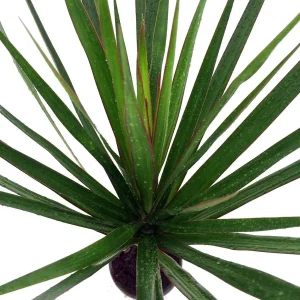Dracaena Marginata Live Plant - Madagascar Dragon Tree - 2 Pack, 3