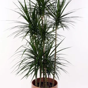 Dracaena Marginata Live Plant - Madagascar Dragon Tree - 2 Pack, 3