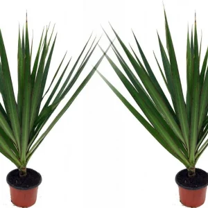 Dracaena Marginata Live Plant - Madagascar Dragon Tree - 2 Pack, 3