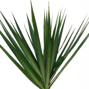 Dracaena Marginata Live Plant - Madagascar Dragon Tree - 2 Pack, 3