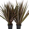 Dracaena Marginata Magenta Live Plant - 2 Plants, 3" Pots, Indoor - Image 1