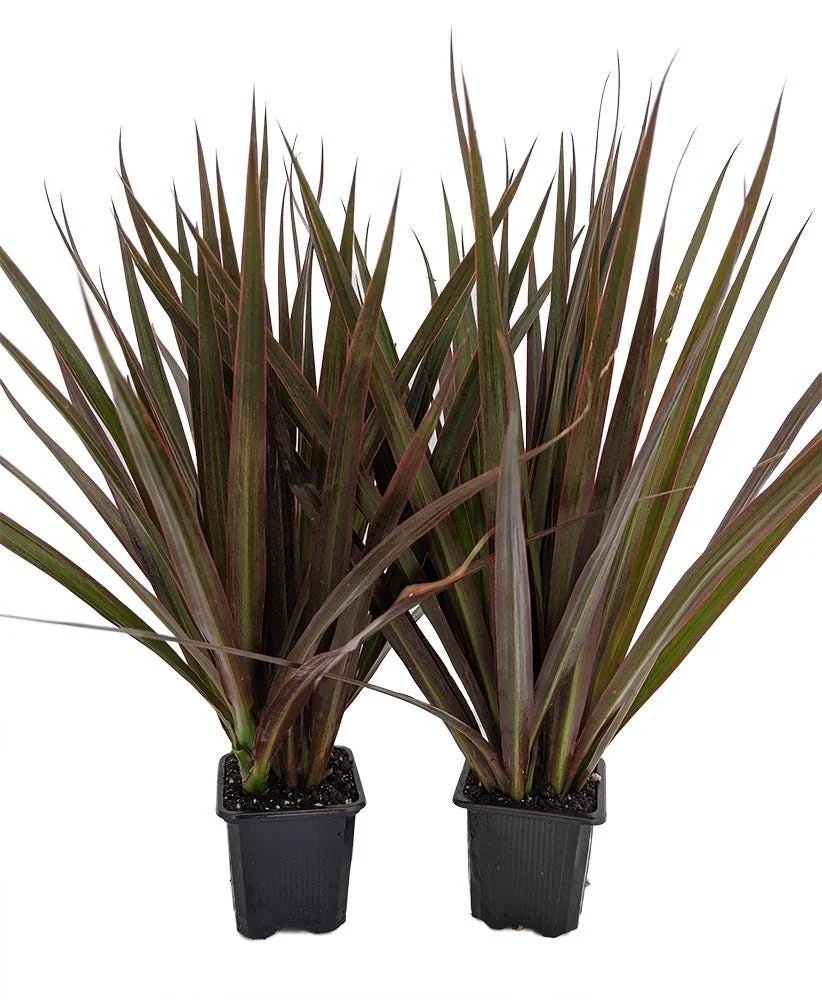 Dracaena Marginata Magenta Live Plant - 2 Plants, 3" Pots, Indoor - Image 1