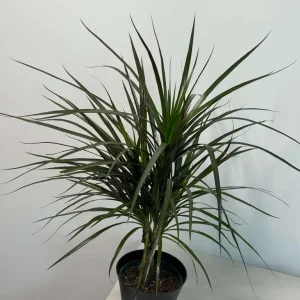 Dracaena Marginata Magenta Live Plant – Braided – 6 inch Pot – Indoor Houseplant - Image 2