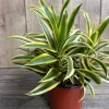 Dracaena Reflexa 'Song of India' Live Plant – 6 inch Pot – Indoor Houseplant - Image 1