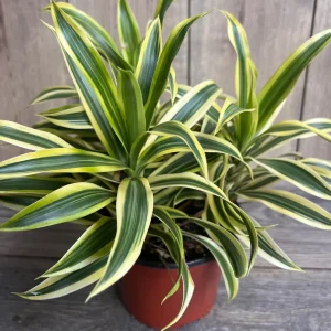 Dracaena Reflexa 'Song of India' Live Plant – 6 inch Pot – Indoor Houseplant - Image 4