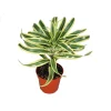 Dracaena Song of India Live Plant – 4 inch Potted Houseplant – Indoor - Image 1