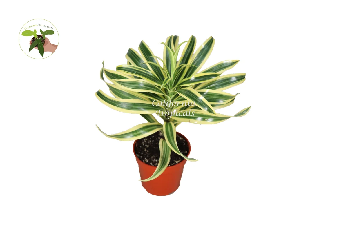 Dracaena Song of India Live Plant – 4 inch Potted Houseplant – Indoor - Image 1
