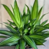 Dracaena Song of Jamaica Live Plant – 6 inch Pot – Indoor Houseplant - Image 1