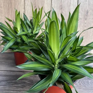 Dracaena Song of Jamaica Live Plant – 6 inch Pot – Indoor Houseplant - Image 3