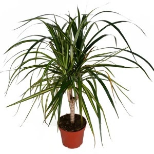 Dracaena Sun Ray Cane Live Plant – 4 inch Potted Houseplant – Indoor - Image 1