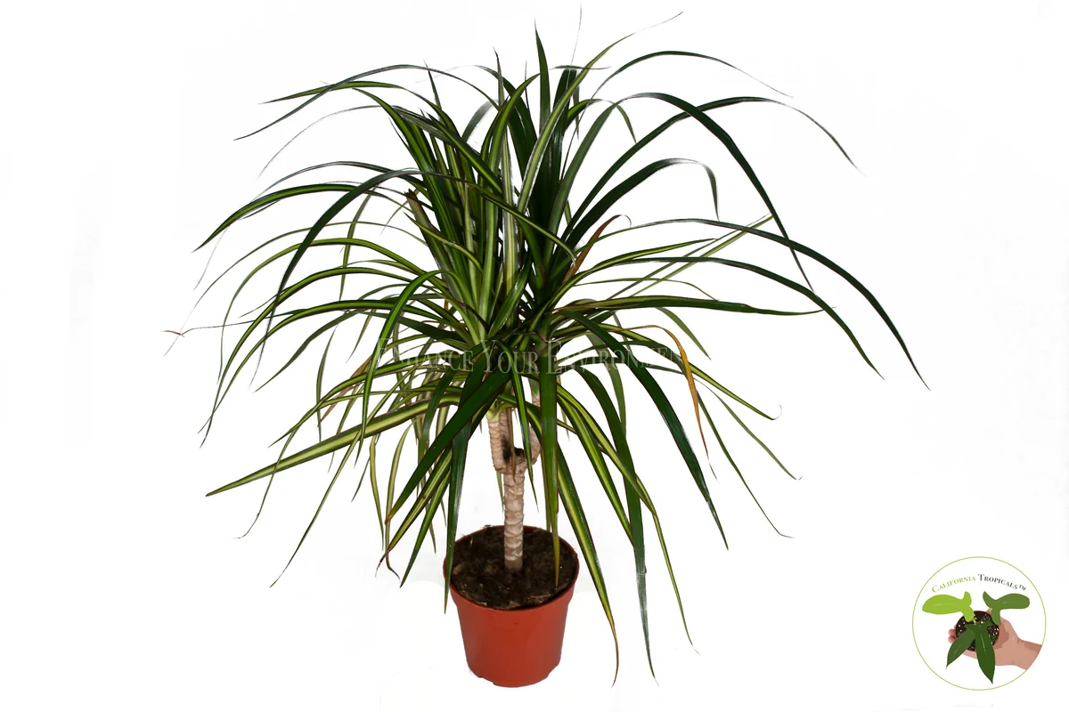 Dracaena Sun Ray Cane Live Plant – 4 inch Potted Houseplant – Indoor - Image 1