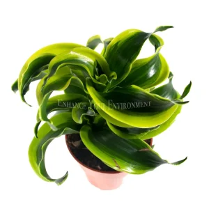 Dracaena Tornado Dragon Live Plant – Potted Houseplant – 4 inch - Image 2
