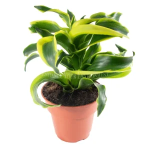 Dracaena Tornado Dragon Live Plant – Potted Houseplant – 4 inch - Image 1