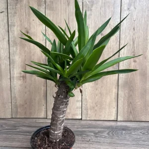 Dracaena Yucca Cane Live Plant - Indoor/Outdoor, 6 inch Pot - Image 3