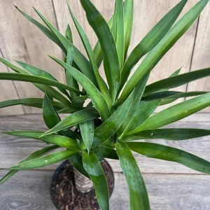 Dracaena Yucca Cane Live Plant - Indoor/Outdoor, 6 inch Pot - Image 1