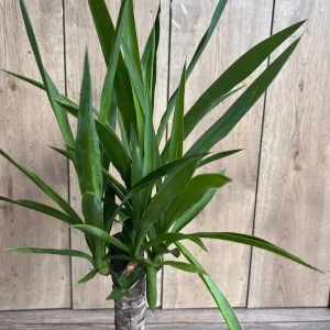 Dracaena Yucca Cane Live Plant - Indoor/Outdoor, 6 inch Pot - Image 4