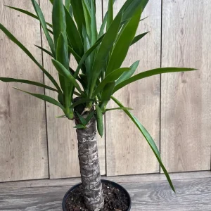 Dracaena Yucca Cane Live Plant - Indoor/Outdoor, 6 inch Pot - Image 5