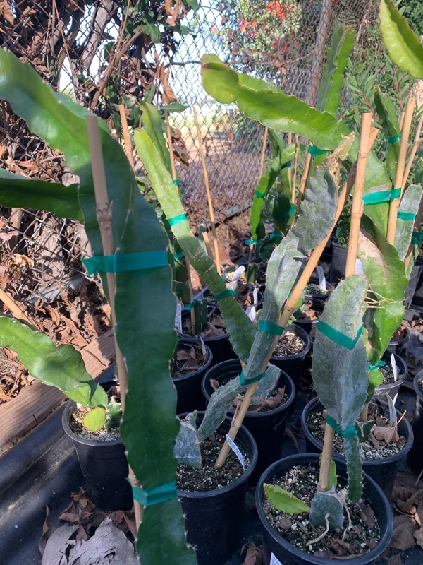 Dragon Fruit 'American Beauty' Live Plant - 1-2 ft Tall, 1 Gallon Pot - Image 2