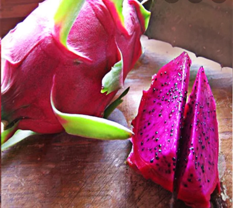 Dragon Fruit 'American Beauty' Live Plant - 1-2 ft Tall, 1 Gallon Pot - Image 1