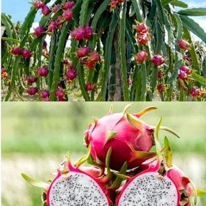 Dragon Fruit Live Plant - 4 Inch Pot | Pitaya Cactus Tropical Fruiting - Image 2