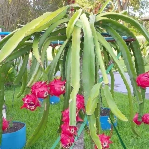 Dragon Fruit Live Plant - 4 Inch Pot | Pitaya Cactus Tropical Fruiting - Image 3