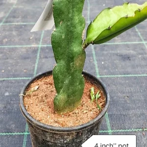 Dragon Fruit Live Plant - 4 Inch Pot | Pitaya Cactus Tropical Fruiting - Image 4