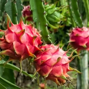 Dragon Fruit Live Plant - 4 Inch Pot | Pitaya Cactus Tropical Fruiting - Image 1