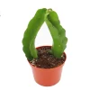 Dragon Fruit Live Plant - 6 inch Potted Tropical Fruit Plant - Indoor/Outdoor - Image 1
