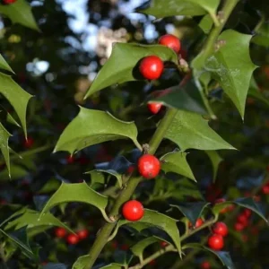 Dragon Lady Holly Live Plant – Quart Pot – Evergreen Shrub – USDA Zones 6-9 - Image 3