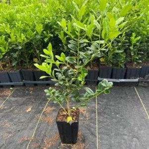 Dragon Lady Holly Live Plant – Quart Pot – Evergreen Shrub – USDA Zones 6-9 - Image 5