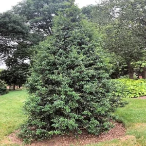 Dragon Lady Holly Live Plant – Quart Pot – Evergreen Shrub – USDA Zones 6-9 - Image 6