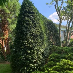 Dragon Lady Holly Live Plant – Quart Pot – Evergreen Shrub – USDA Zones 6-9 - Image 7