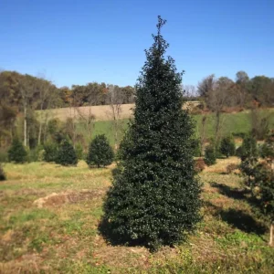 Dragon Lady Holly Live Plant – Quart Pot – Evergreen Shrub – USDA Zones 6-9 - Image 1