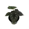 Dragon Scale Alocasia Live Plant - Alocasia Baginda Houseplant - 4 Inch Pot - Image 1