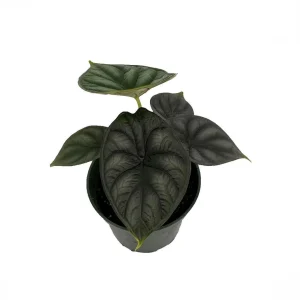 Dragon Scale Alocasia Live Plant - Alocasia Baginda Houseplant - 4 Inch Pot - Image 1