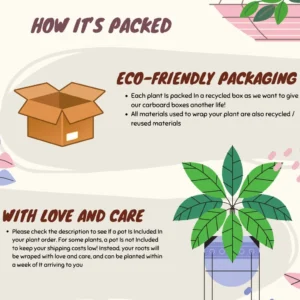 Dragonfruit Live Plant - Pink Fruit Inside, 2 Stems, Rooted, Easy Care - Image 10