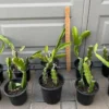 Dragonfruit Live Plant - Pink Fruit Inside, 2 Stems, Rooted, Easy Care - Image 1