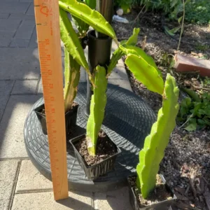 Dragonfruit Live Plant - Pink Fruit Inside, 2 Stems, Rooted, Easy Care - Image 2